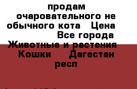 продам очаровательного не обычного кота › Цена ­ 7 000 000 - Все города Животные и растения » Кошки   . Дагестан респ.